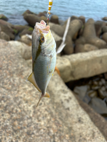 ショゴの釣果