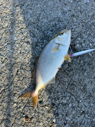 ショゴの釣果