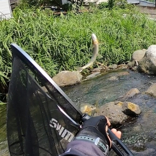 アユの釣果