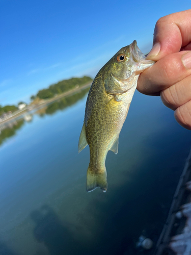 ラージマウスバスの釣果