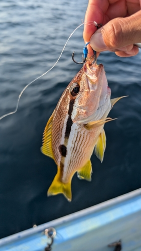 ヨコスジフエダイの釣果