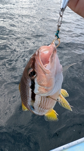 ヨコスジフエダイの釣果