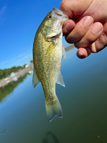 ラージマウスバスの釣果