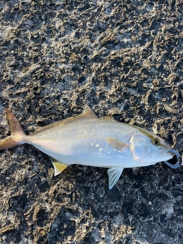 ネリゴの釣果