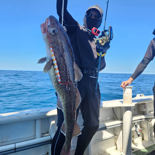 タラの釣果