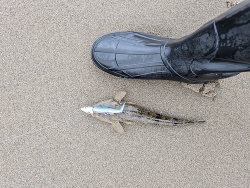 コチの釣果