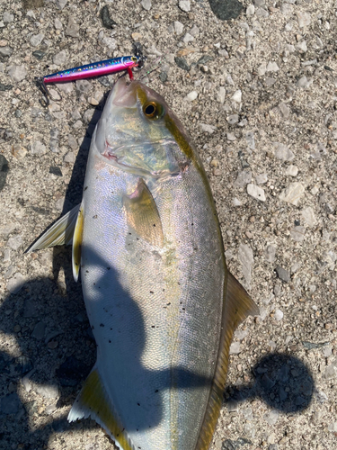 ショゴの釣果