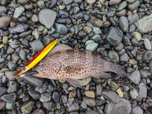 オオモンハタの釣果