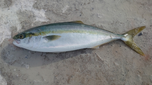 イナダの釣果