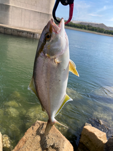 ネリゴの釣果