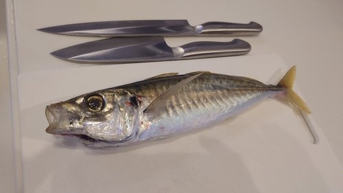 アオアジの釣果