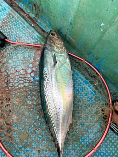 カツオの釣果