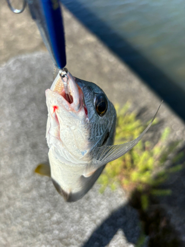 キビレの釣果