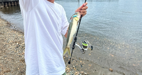 ハスの釣果