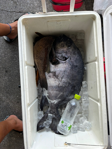 イシダイの釣果