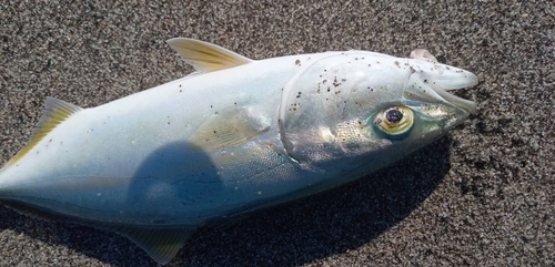 ツバスの釣果