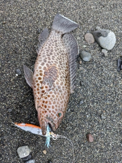 オオモンハタの釣果