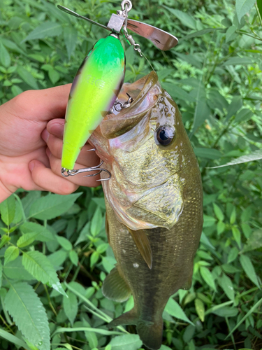 ラージマウスバスの釣果