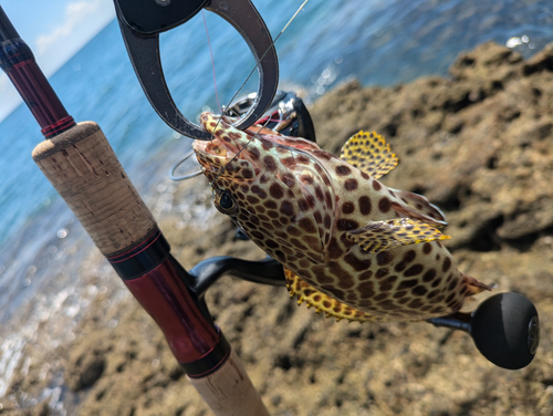 イシミーバイの釣果