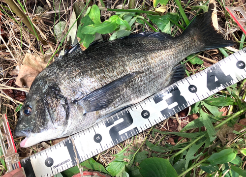 クロダイの釣果