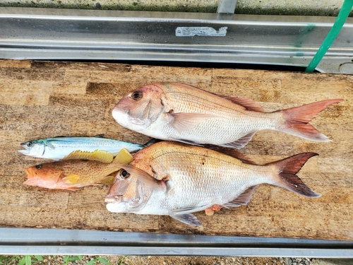 マダイの釣果