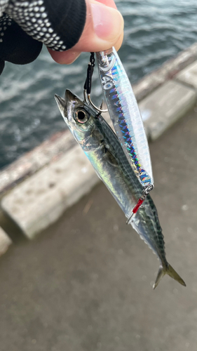 サバの釣果