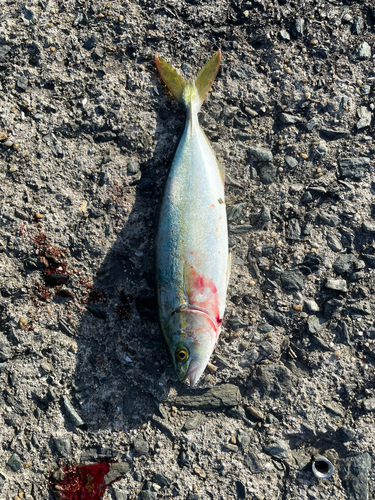 ツバスの釣果