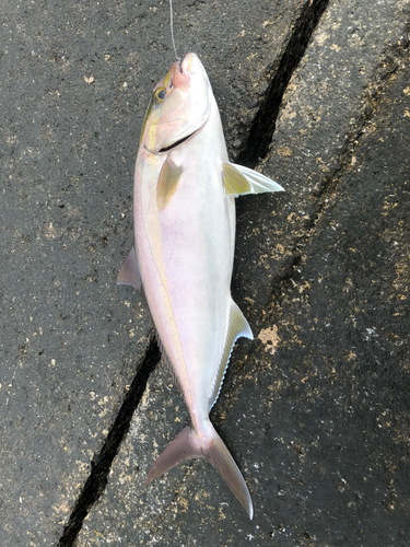 カンパチの釣果