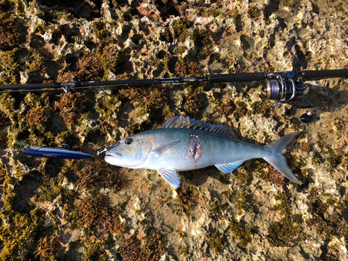 アオチビキの釣果