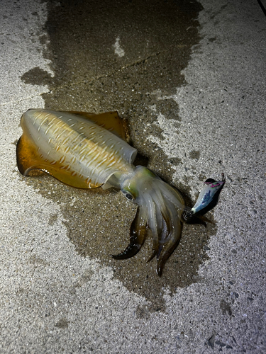 アオリイカの釣果