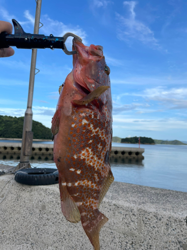 キジハタの釣果