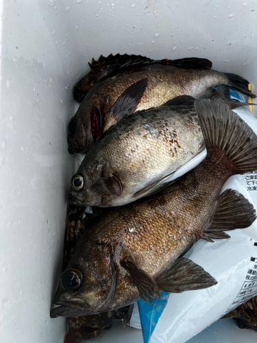 タケノコメバルの釣果