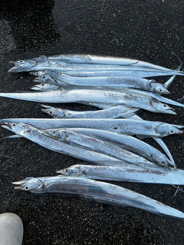 タチウオの釣果