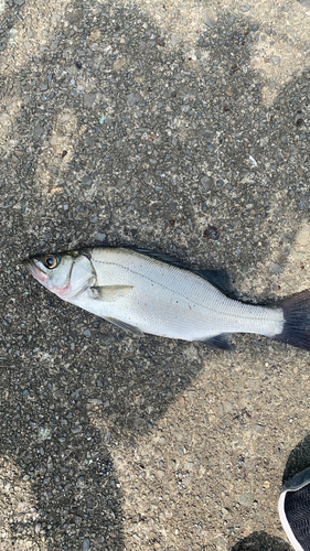 フッコ（ヒラスズキ）の釣果