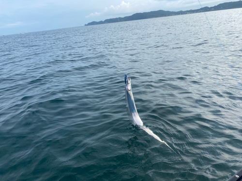 タチウオの釣果