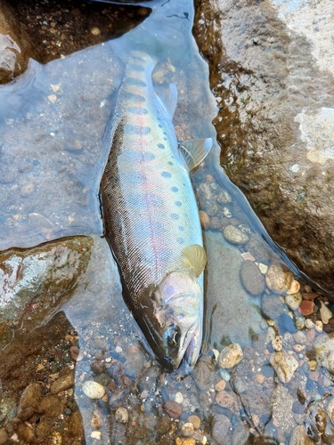 ヤマメの釣果