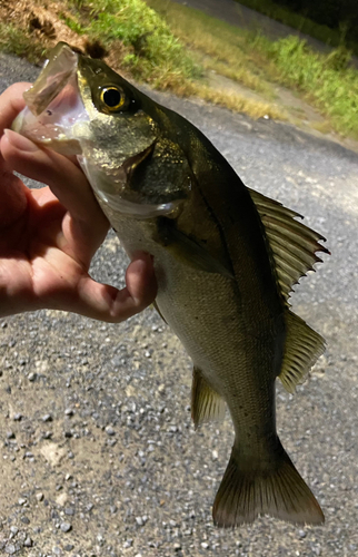 セイゴ（マルスズキ）の釣果