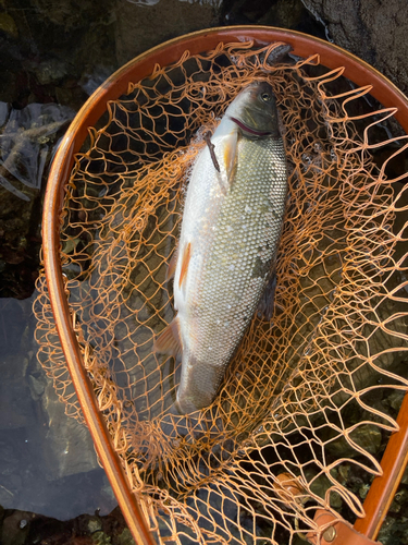 ウグイの釣果