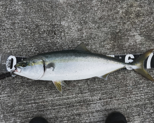 メジロの釣果