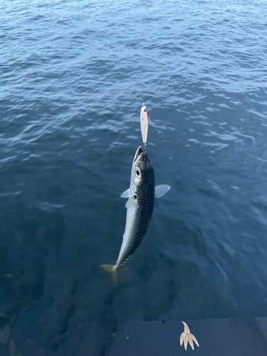 サバの釣果