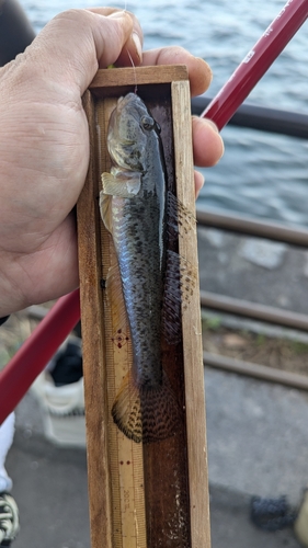 ハゼの釣果