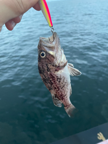 クロソイの釣果