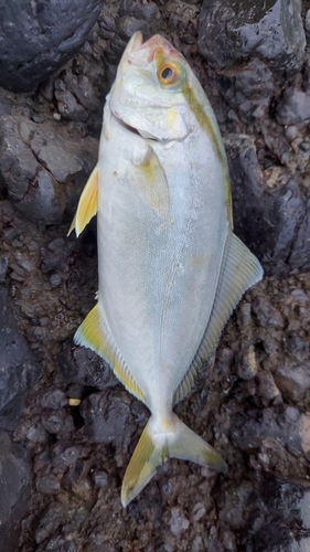 ショゴの釣果