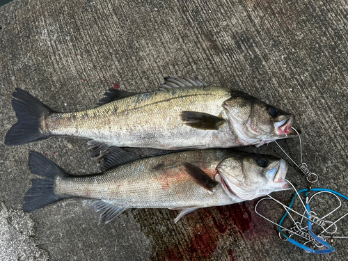 シーバスの釣果