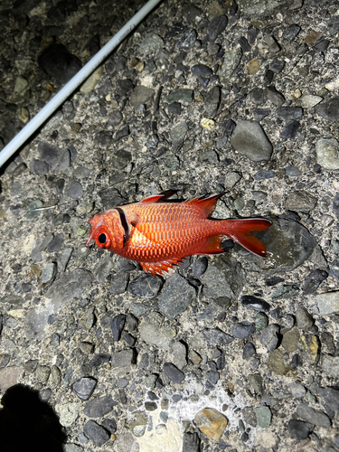 アカマツカサの釣果