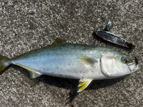 ツバスの釣果