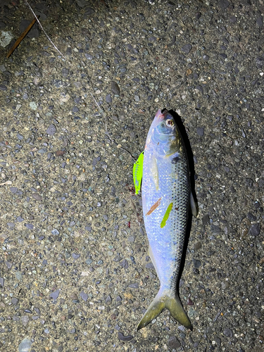 コノシロの釣果