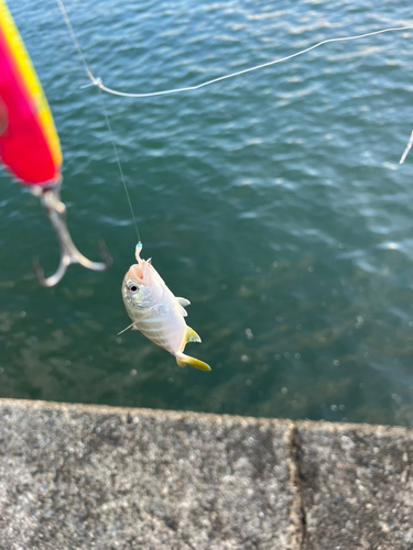 メッキの釣果