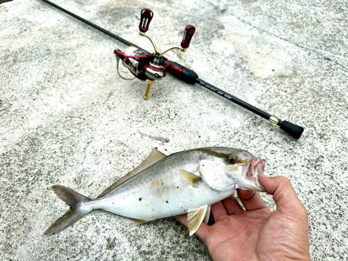 ショゴの釣果