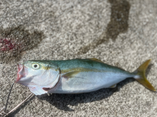 ツバスの釣果